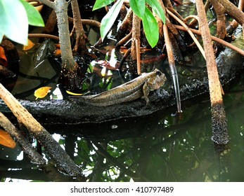 Mudskipper / Lungfish In Nature