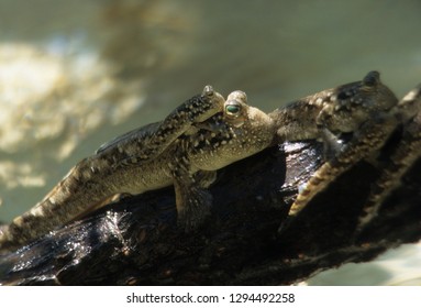 Mudskipper On A Tree