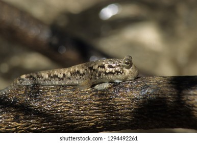 Mudskipper On A Tree