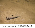 A mudskipper or Periophthalmus barbarus, an amphibious fish camouflaged with the muddy swamp 
