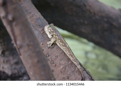 A Mudskipper Resting On Tree