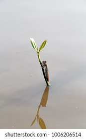 Mudskipper Stick The Tree In The Sea