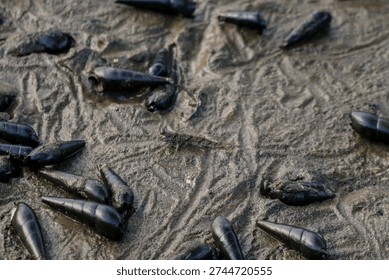 mudskipper, a unique type of fish adapted to life on land.