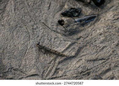 mudskipper, a unique type of fish adapted to life on land.