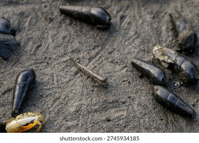 mudskipper, a unique type of fish adapted to life on land.