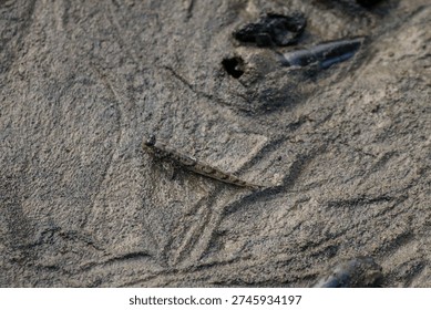 mudskipper, a unique type of fish adapted to life on land.