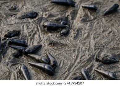 mudskipper, a unique type of fish adapted to life on land.