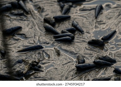 mudskipper, a unique type of fish adapted to life on land.