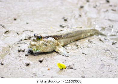 Mudskipper,fish