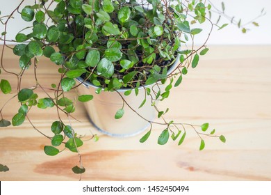 529 Creeping Wire Vine Images, Stock Photos & Vectors | Shutterstock