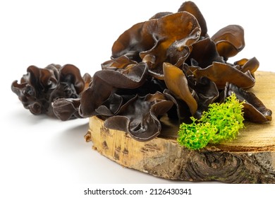 Muer mushrooms on wooden cross section isolated on white background. Jew`s ear mushrooms studio shot. Edible dark fungus - auricularia polytricha, also known as cloud ear, black mushroom, jelly fungus