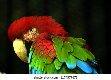 Oiseau Vert Rouge Images Stock Photos Vectors Shutterstock