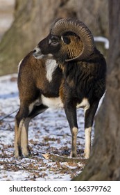 Mufflon, Ovis Ammon, Mouflon, Germany