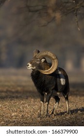 Mufflon, Ovis Ammon, Mouflon, Germany