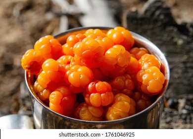 A Mug Full Of Cloudberries. Kola Peninsula, Murmansk Oblast, Russia.