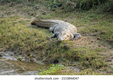 A muggar crocodile on the bank of a river in the Chitwan National Park in Nepal.
