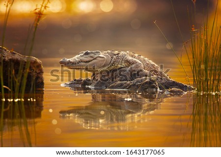 Mugger crocodile (Crocodylus palustris), also called marsh crocodile, broad-snouted crocodile and mugger is a crocodilian native to freshwater habitats from southern Iran to the Indian subcontinent.
