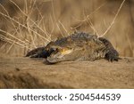 Mugger crocodile Crocodylus palustris medium-sized broad-snouted crocodile, also Mugger or Marsh Crocodile, native to freshwater habitats from Iran to India, open jaws on the ground.