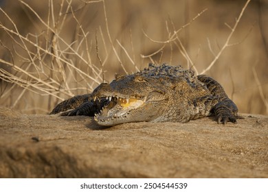 Mugger crocodile Crocodylus palustris medium-sized broad-snouted crocodile, also Mugger or Marsh Crocodile, native to freshwater habitats from Iran to India, open jaws on the ground.