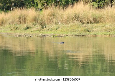 Mugger crocodile at rapti river in Chitwan National Park, Nepal