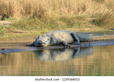 Mugger crocodile at rapti river in Chitwan National Park, Nepal