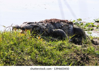 Mugger crocodile at rapti river in Chitwan National Park in Nepal.