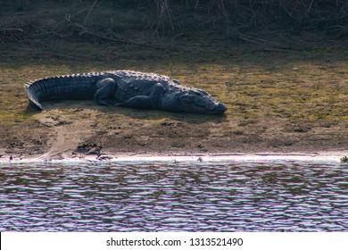 Mugger or Marsh crocodile sun bathing next to the water at Chitwan National park in Nepal Sauhara