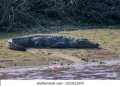 Mugger or Marsh crocodile sun bathing next to the water at Chitwan National park in Nepal Sauhara