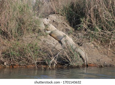 Muggle crocodile lies on a riverbank of Rapti River, Chitwan National Park, Nepal.
