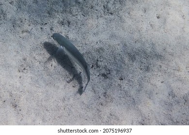 
(Mugil Cephalus Linnaeus, 1758), Commonly Known As The Common Mullet, Is A Fish Belonging To The Mugilidae Family. 