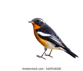 Mugimaki Flycatcher (Ficedula Mugimaki) Beautiful Golden Belly Black Wings And White Eyebrow Littlel Bird Isolated On White Background, Exotic Wildlife Icon