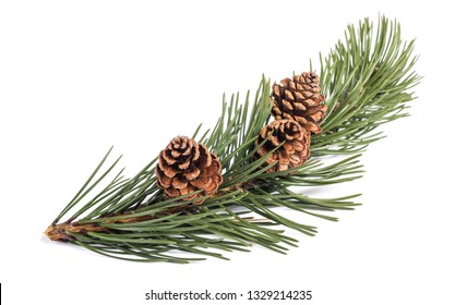 mugo pine branch  with cones isolated on white