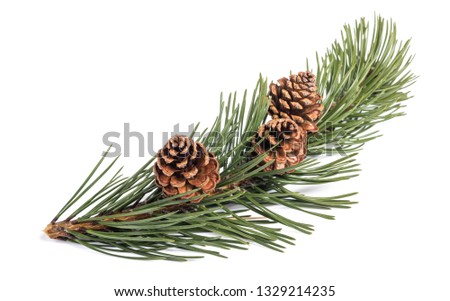 mugo pine branch  with cones isolated on white