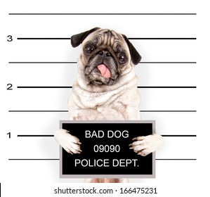 A Mugshot Of A Bad Dog