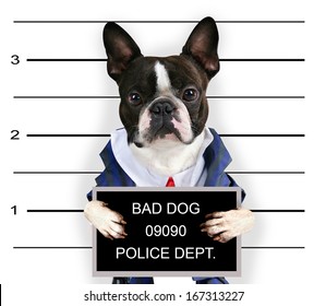 a mugshot of a bad dog