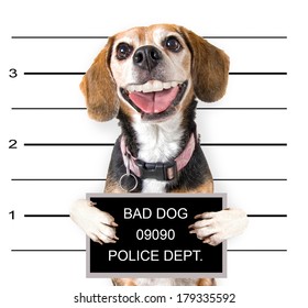  A Mugshot Of A Bad Dog 