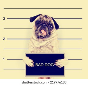 A Mugshot Of A Bad Dog Toned With A Retro Vintage Instagram Filter Effect