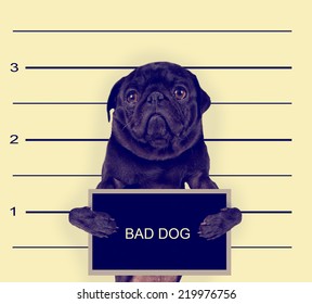 A Mugshot Of A Bad Dog Toned With A Retro Vintage Instagram Filter Effect