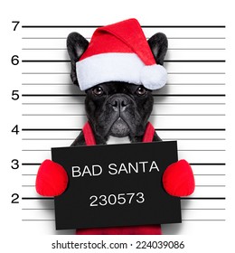 Mugshot Of A Christmas Santa Bad Dog