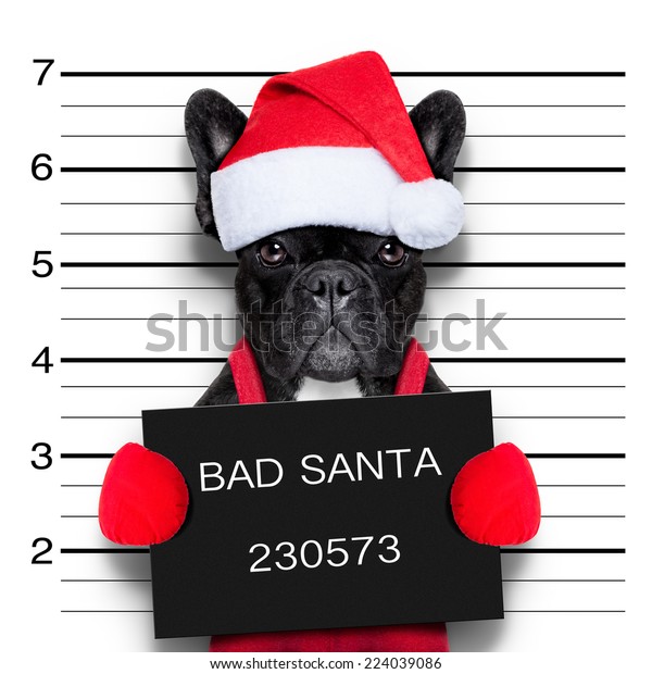 Bir Noel Santa Kotu Kopek Mugshot Stok Fotografi Simdi Duzenle 224039086