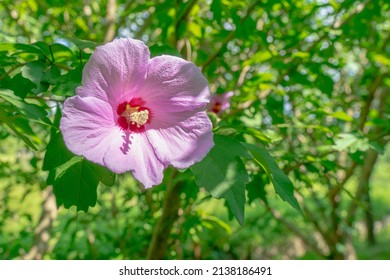 A Mugunghwa Flower And Leaves In The Forest