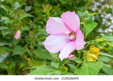 A Mugunghwa Flower And Leaves In The Forest