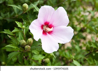 Mugunghwa Flower In South Korea.