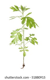 764 Chinese Mugwort Images Stock Photos Vectors Shutterstock 764 Chinese Mugwort Images Stock Photos Vectors Shutterstock