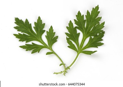 Mugwort Artemisia Vulgaris Has Medicinal Properties Stock Photo ...