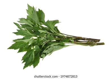 Mugwort Isolated On White Background