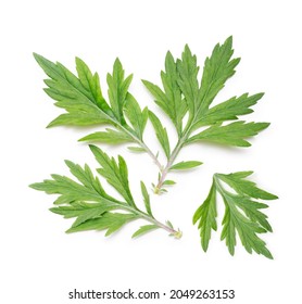 Mugwort Isolated On White Background