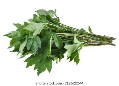 Mugwort Isolated On White Background