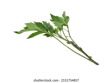 Mugwort Isolated On White Background