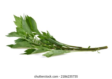 Mugwort Isolated On White Background